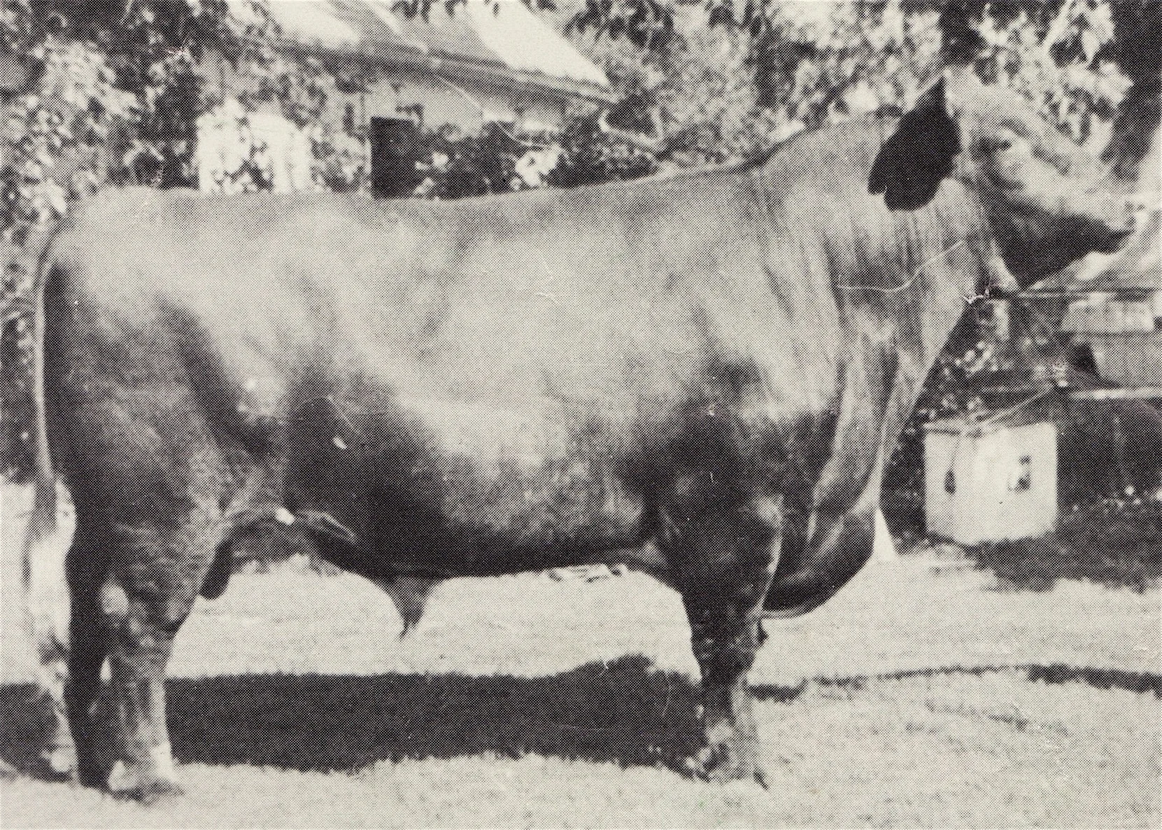 Classic Bulls, J to Z — Heritage Shorthorn Society
